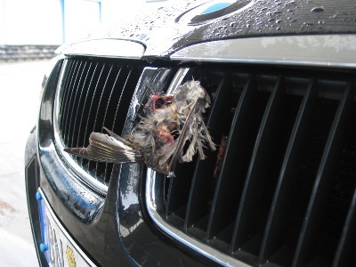 Die sterblichen Überreste eines Vogels im Kühlergrill des 320d. Die sterblichen Überreste eines Vogels im Kühlergrill des 320d.