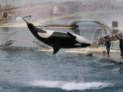 Orcas während der Show. Orcas.