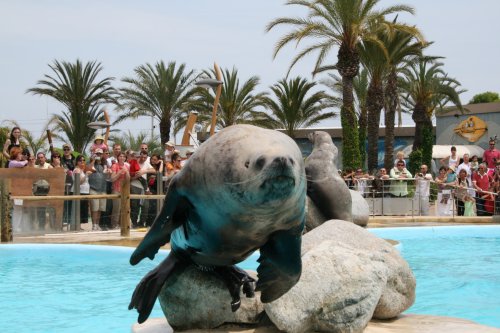 Seelöwe im Marineland Frankreich. 