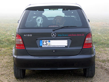 Heck eines Autos mit zwei Hunden im Kofferraum. Heck eines Autos mit zwei Hunden im Kofferraum.