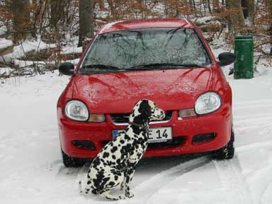 Hund sitzt vor einem roten Auto. 