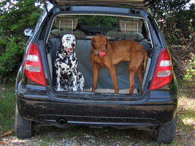 Zwei Hunde im Kofferraum eines Autos. 