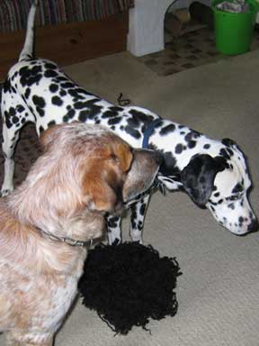 Zwei Hunde spielen mit einer Perücke. 