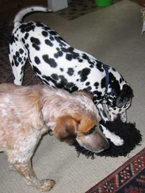 Zwei Hunde spielen mit einer Perücke. 