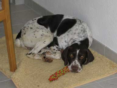 Spanischer Pointer. 