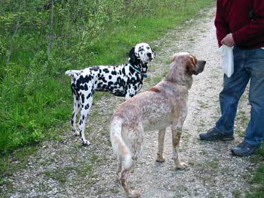 Zwei Hunde betteln um Leckerli. 