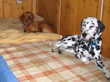 Zwei Hunde im Bett. 