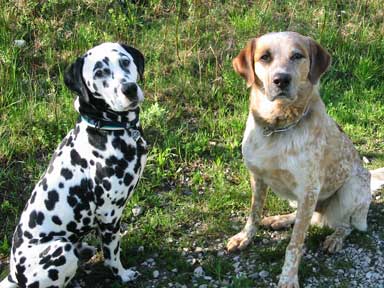 Zwei Hunde posieren für das Foto. 