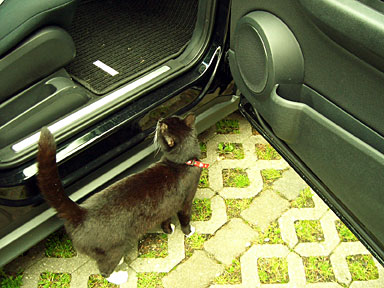 Katze vor einem Auto. 