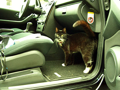 Katze im Beifahrerfußraum eines Autos. 