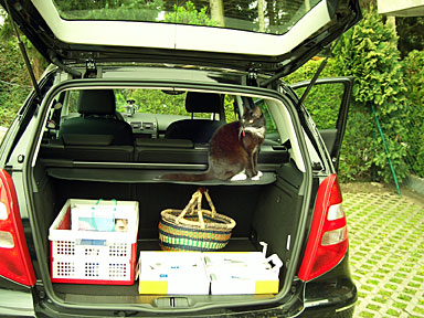 Katze im Kofferraum eines Autos. Katze im Kofferraum eines Autos.
