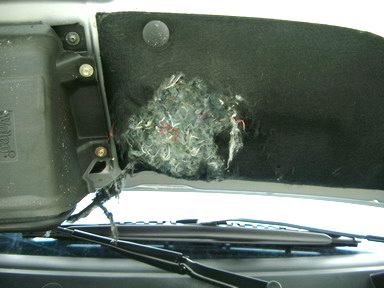 Auch andere Vivaros werden gerne angeknabbert. Angefressene Dämmmatte unter der Motorhaube.