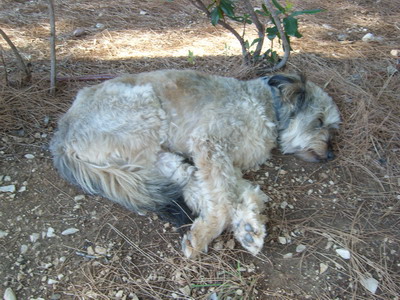 Das Bild zeigt unseren Hund Sam im Tiefschlaf. 