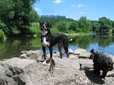 Unsere Hunde in Hattingen an der Ruhr. 