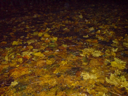 Winterreifen gehören von O bis O, von Oktober bis Ostern ans Auto, wenn man auf das Fortbewegungsmittel angewiesen ist. Herbstliche Straßen.