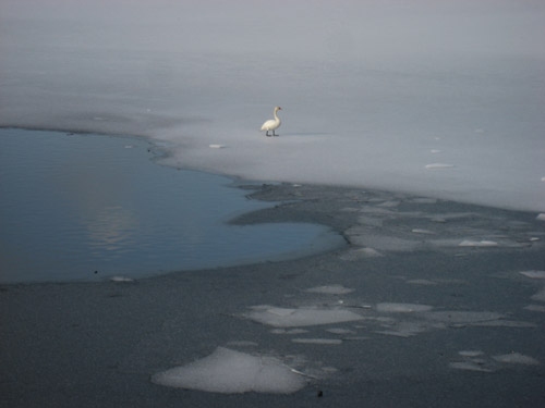 Schwan auf Eis. 