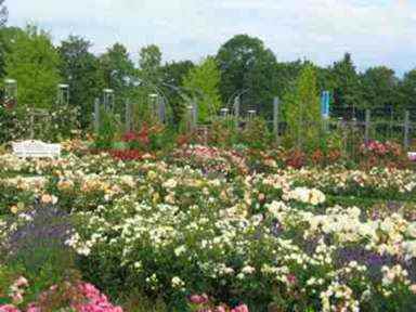 Das Rosarium in Sangerhausen. 