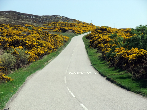 Zu dieser Zeit blüht in ganz Schottland der Ginster mit wunderschönen, goldenen Blüten. 