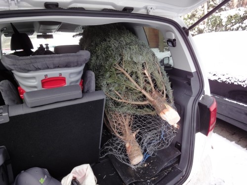 Zwei Weihnachtsbäume im Kofferraum. 