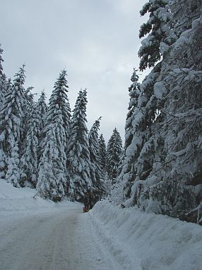 Einfach verschneit und traumhaft schön. 